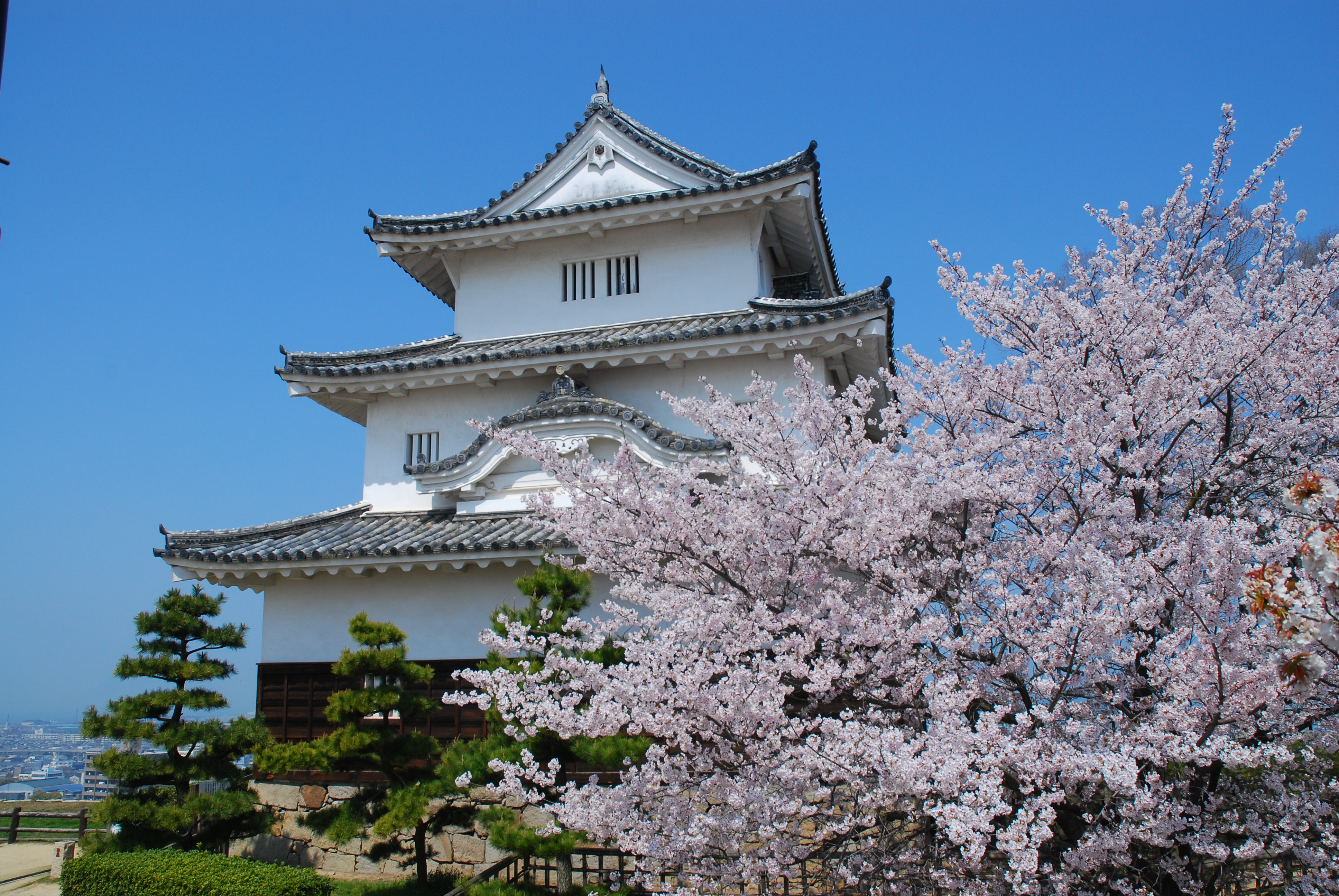 Marugame Castle with Cherry Blossoms